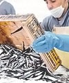 Вылов анчоуса